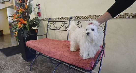 Hotel Bellaria Pet friendly Animali