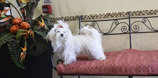 Hotel Villa Aurora Pet